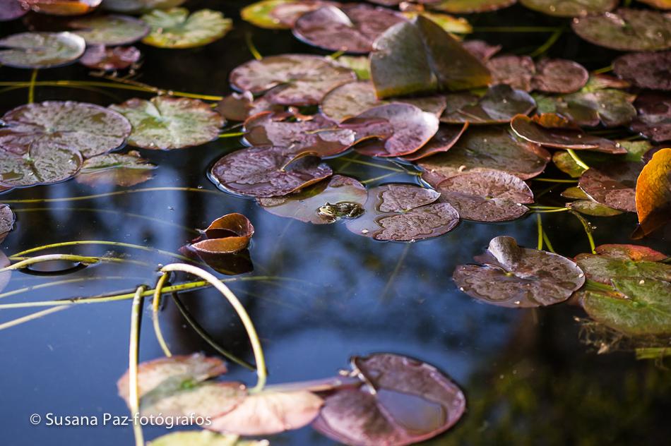 Preboda Primavera Pazo do Tambre-fotografos coruna-VyR-27