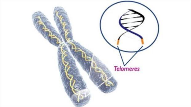 Acortamiento de los telómeros
