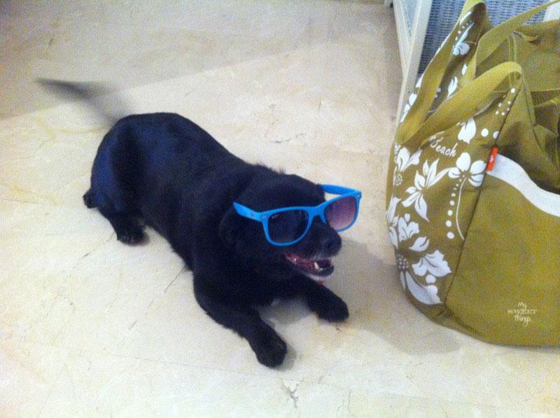 Treat jar for our doggie | Dog ready for beach | Via www.sweethings.net