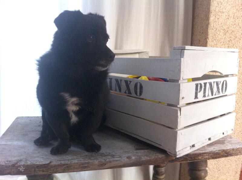 Treat jar for our doggie | Wooden Dog Crate with Stencil | Via www.sweethings.net