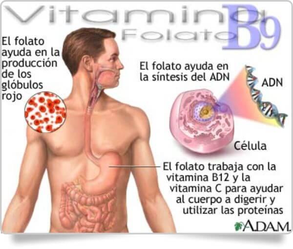 Anemias megaloblásticas 2