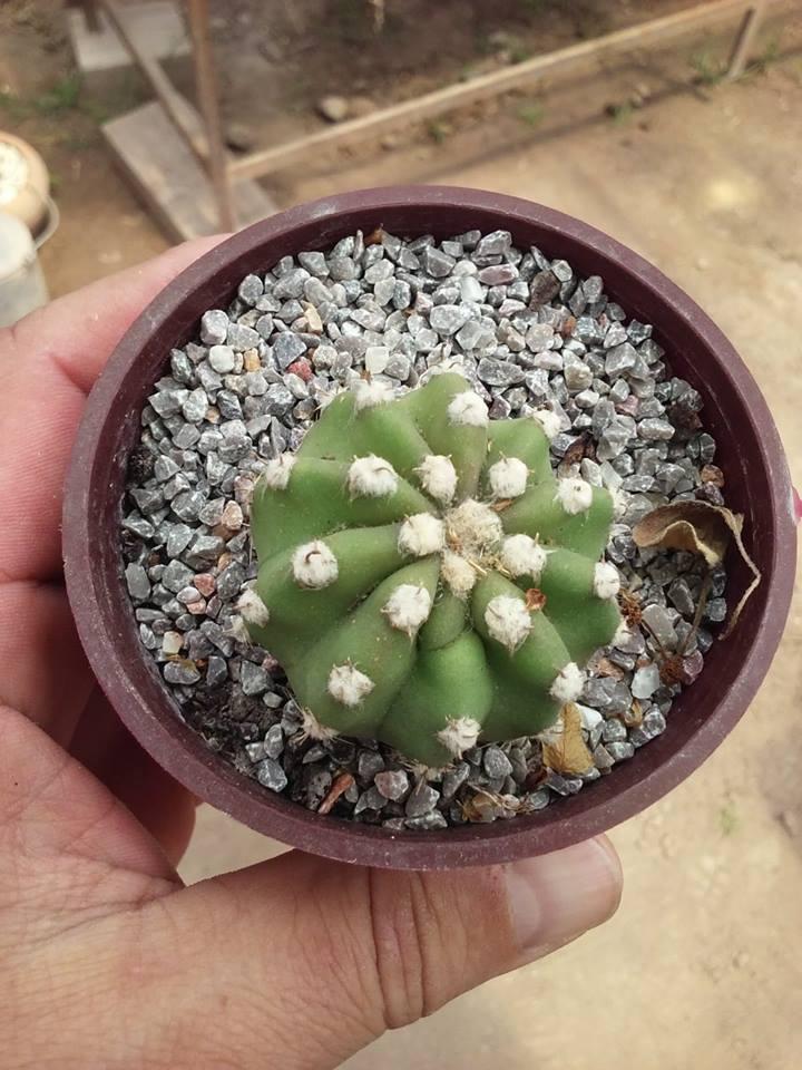 12200503_10203850513457433_51341324_n