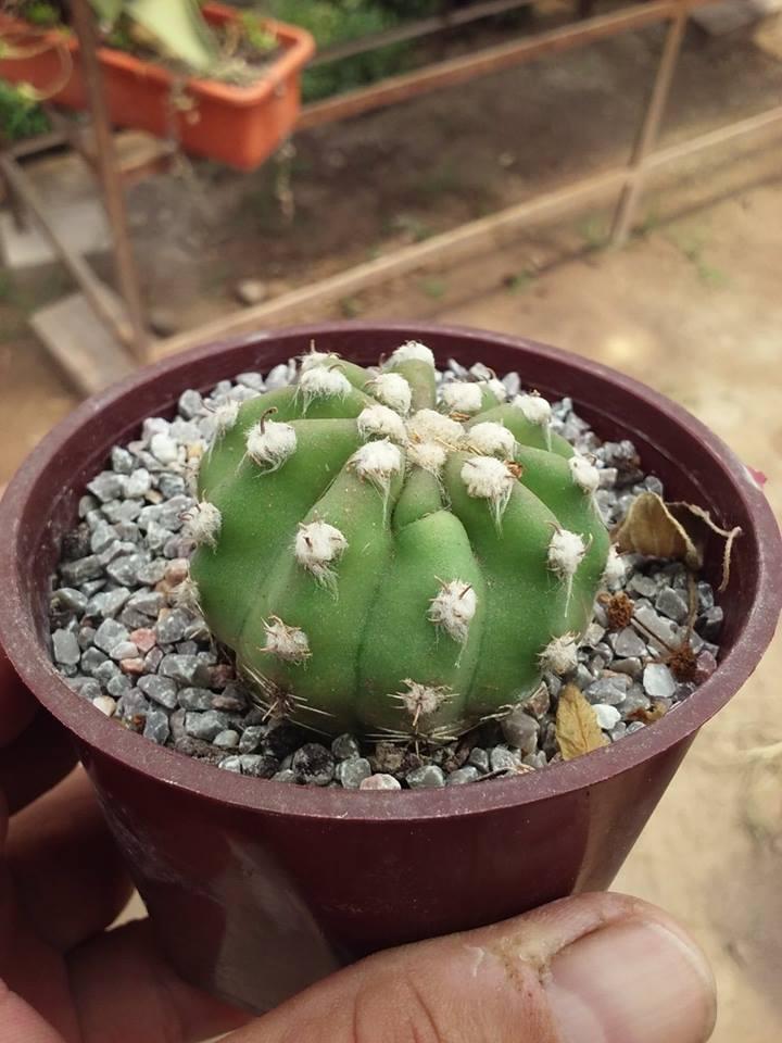 12208186_10203850513537435_1369995357_n