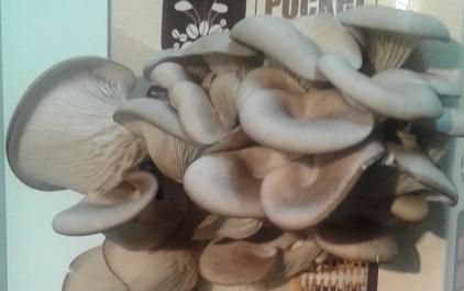 cultivar-setas-en-casa