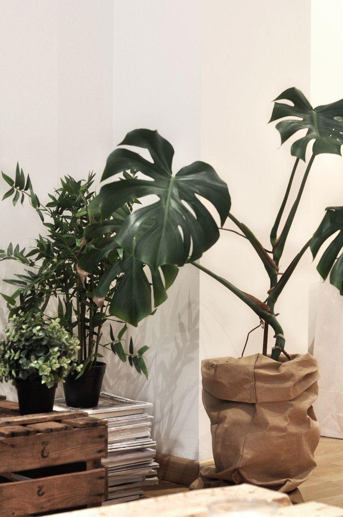 La costilla de adán; Plantas que enamoran.