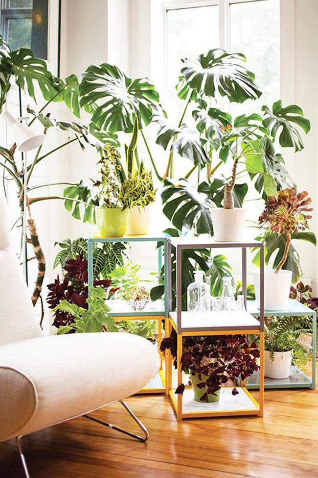 La costilla de adán; Plantas que enamoran.