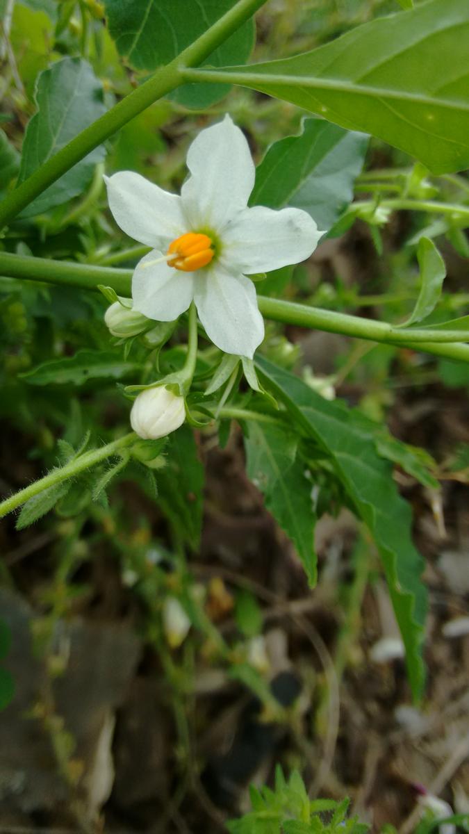 IMG_20151031_105039209