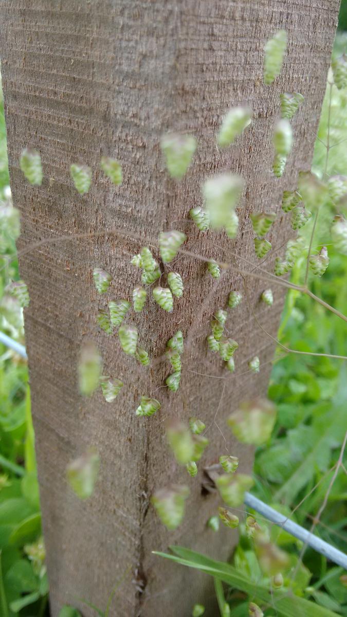 IMG_20151031_111447412