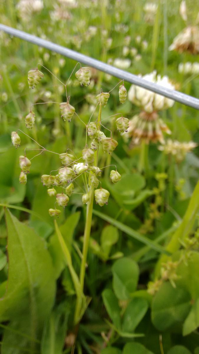 IMG_20151031_111505280