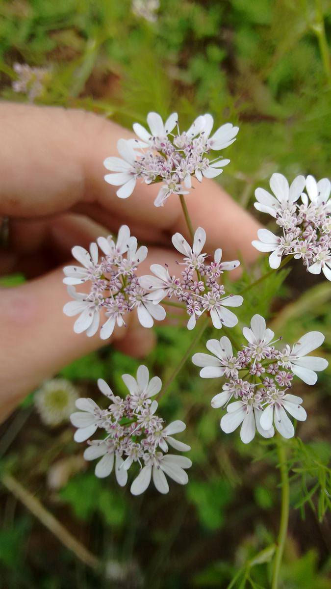 IMG_20151031_112008409