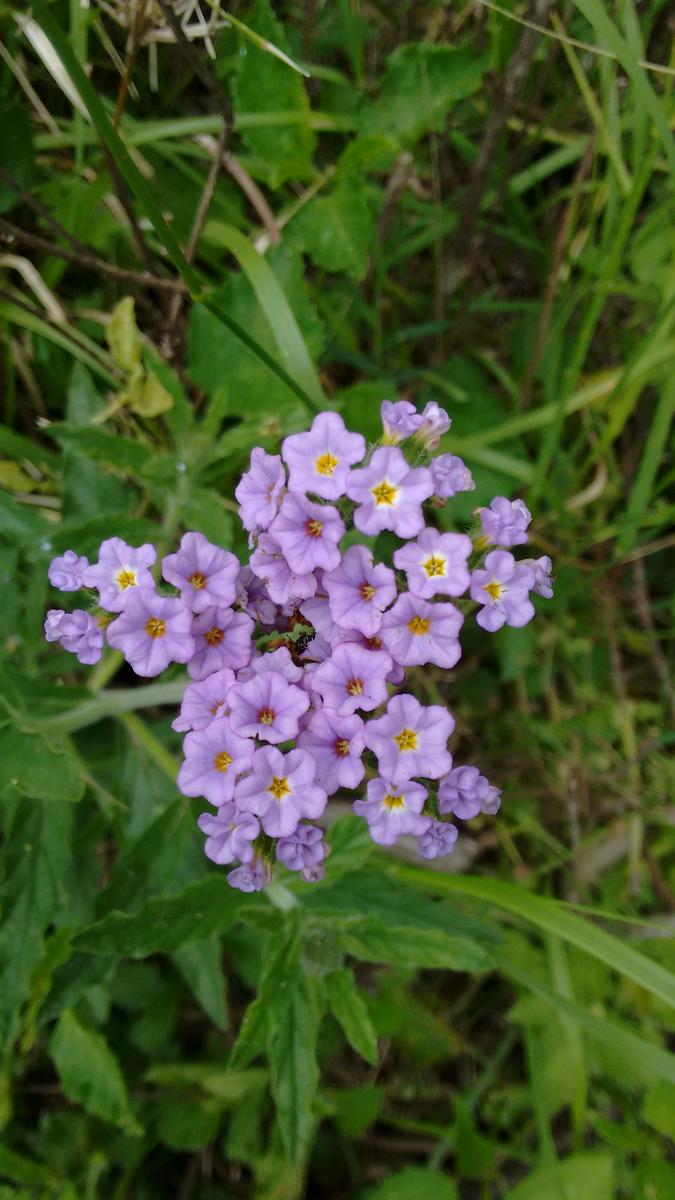 IMG_20151101_115022159