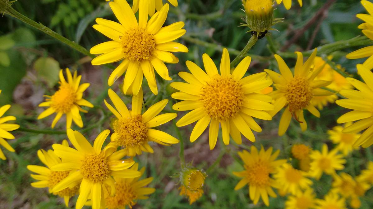 IMG_20151101_115045575