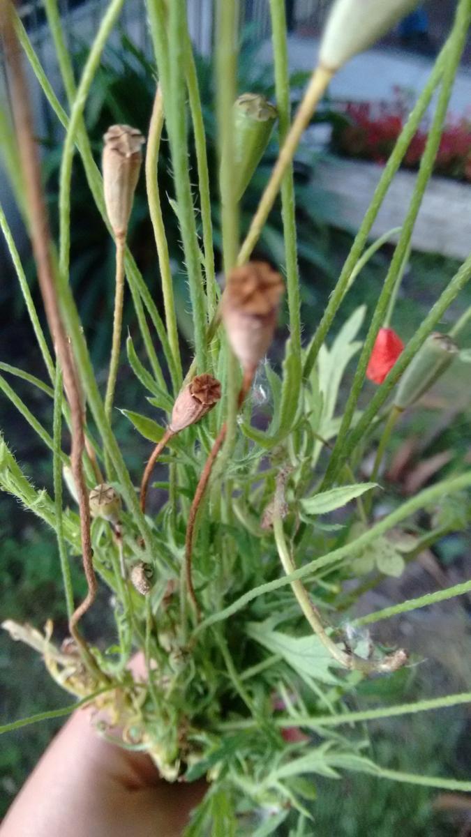 IMG_20151101_192642940