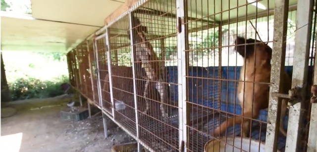 Perros en jaulas