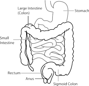 ‏mejorar microbiota intestinal