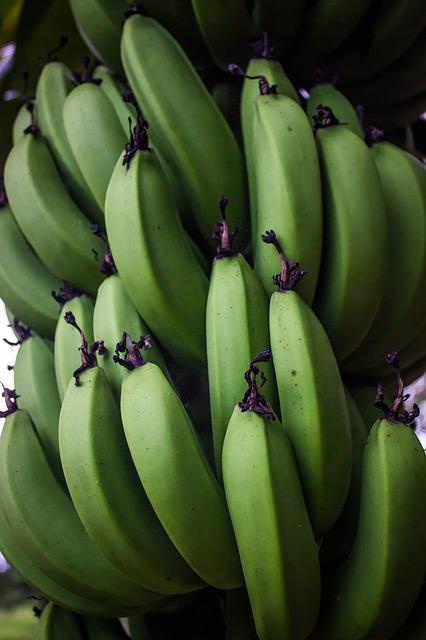 platano o banana verde almidon resistente tipo 2 microbiota