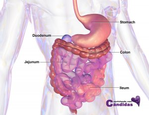 Blausen_0432_GastroIntestinalSystem