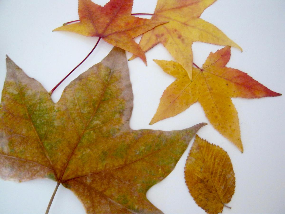 cuadros hojas de otoño