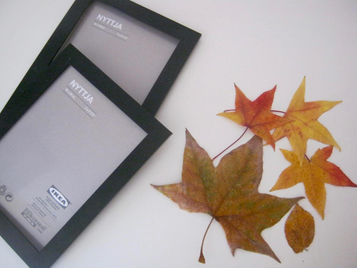 cuadros hojas de otoño