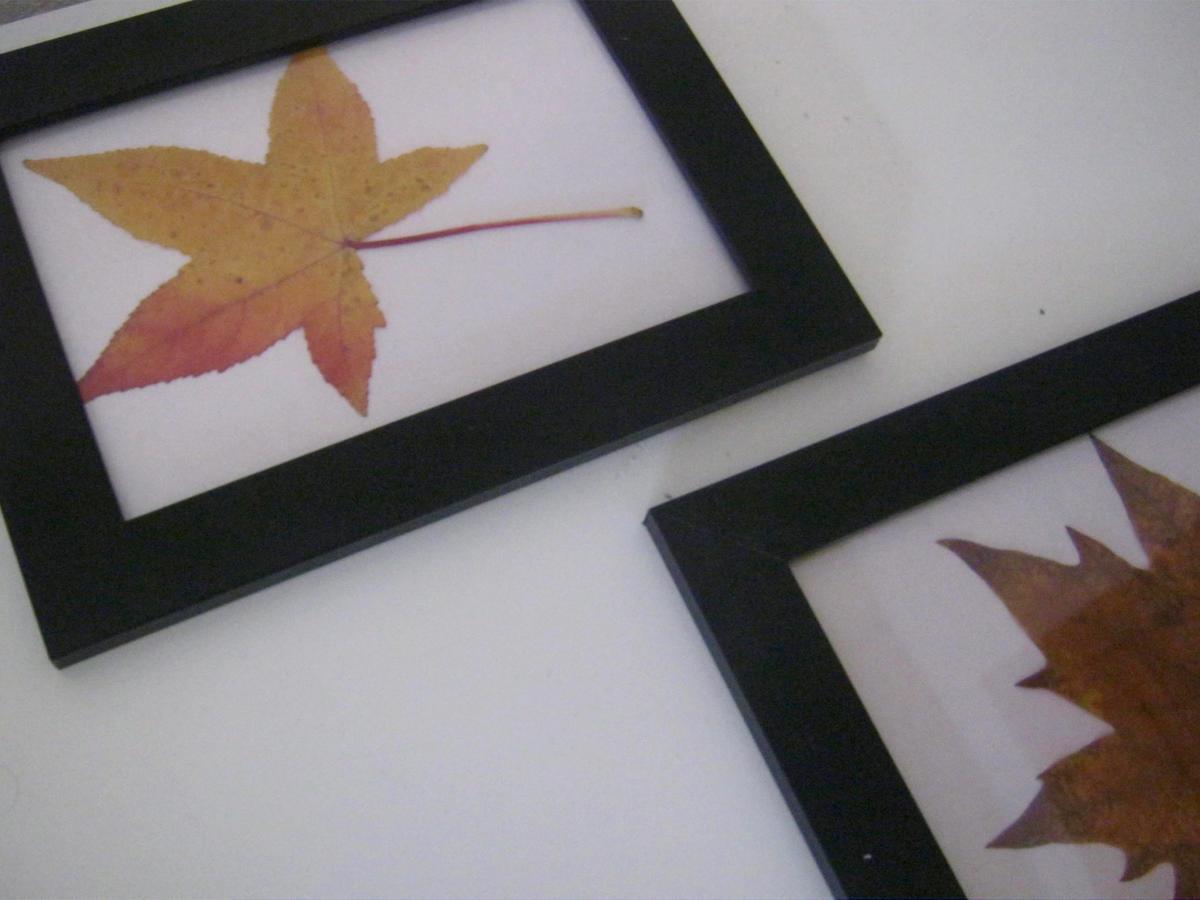 cuadros hojas de otoño