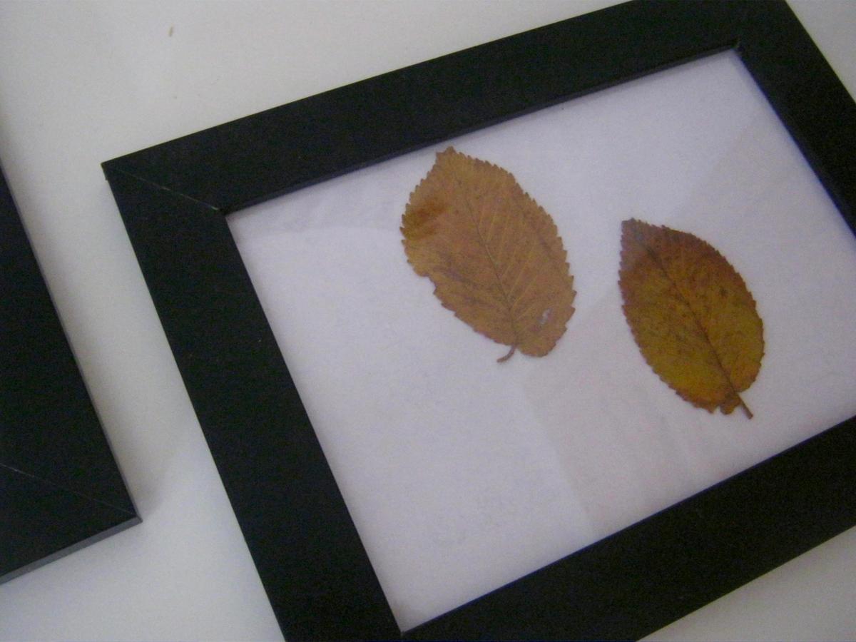 cuadros hojas de otoño