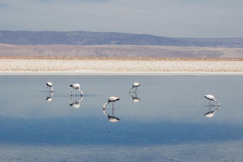 Salar de Atacama, Chile