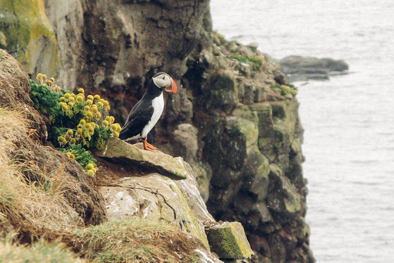 Frailecillo, Islandia, Látrabjarg
