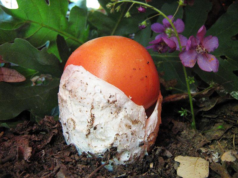 Amanita Caesarea (Huevo de Rey, Oronja, Yema de Huevo, Amanitas de los Cesares)