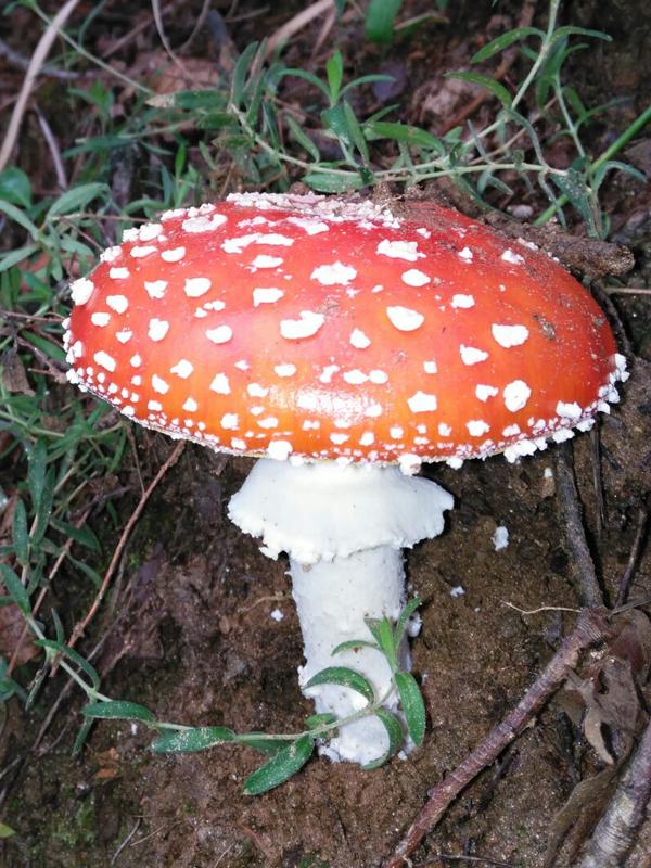 Amanitas Muscaria, NO COMESTIBLE, posible confusion con Amanitas Caesarea