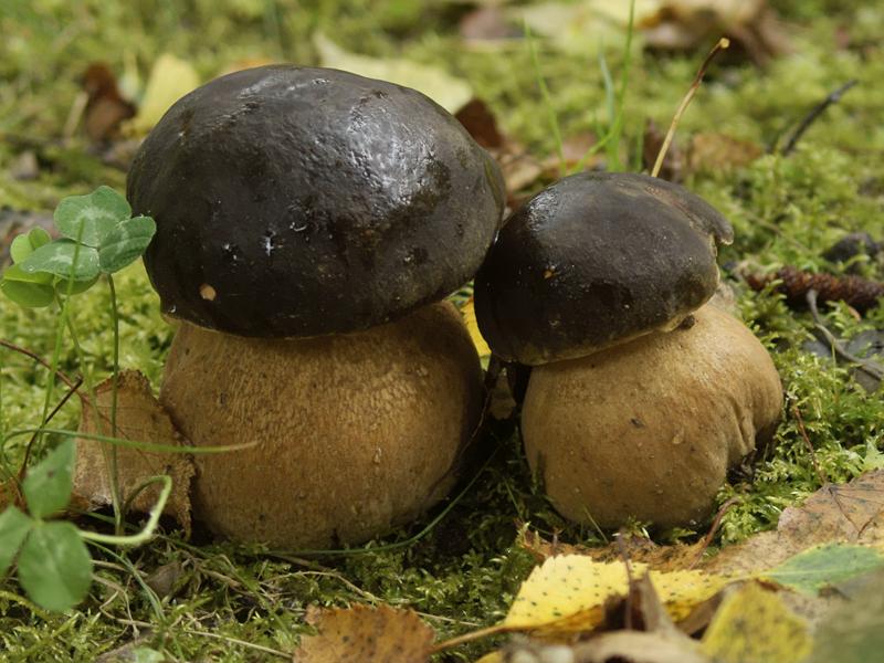 Boletus Edulis (hongo, hongo blanco, hongo pambazo, seta calabaza) en el bosque