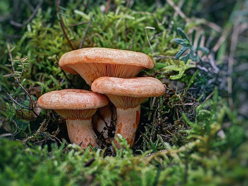 Lactarius Deliciosus (Níscalo, Robellón, Míscalo)