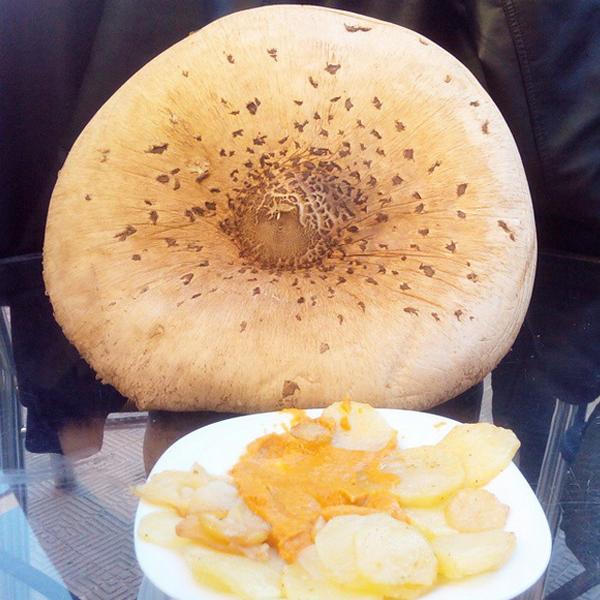 Macrolepiota Procera (Apagador, Matacandil, Galipierno, Parasol, Cucurril, Galamperna)