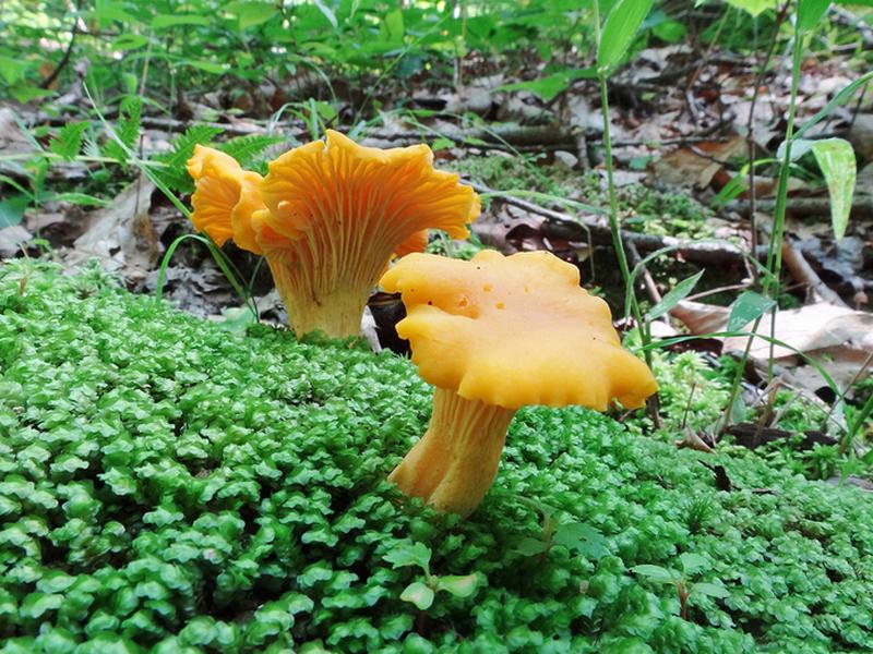 Chantarellus Cibarius (Chantarela, Rebozuelo, Anacate)