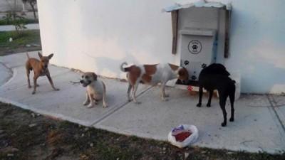 Foto_Proyecto Comedog_Colombia_México 3
