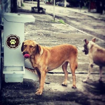 Foto_Proyecto Comedog_Colombia_México 4