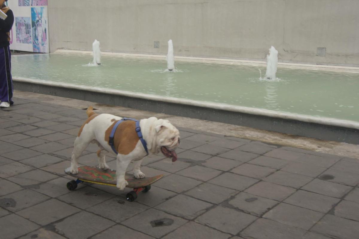 Otto cerca de fuente