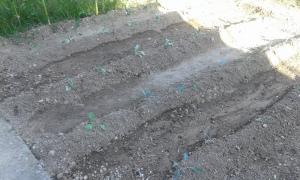 Crucíferas; coles plantadas