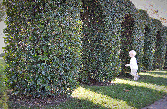 AYS_Veranillo_San_Martin