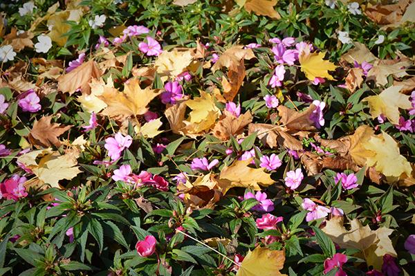 AYS_Veranillo_San_Martin_3