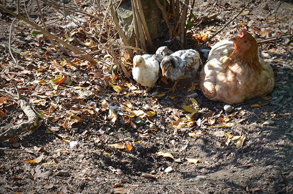 AYS_Veranillo_San_Martin_6