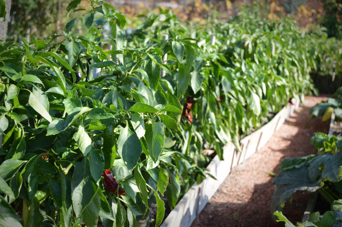 AYS_Veranillo_San_Martin_7