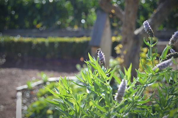 AYS_Veranillo_San_Martin_9