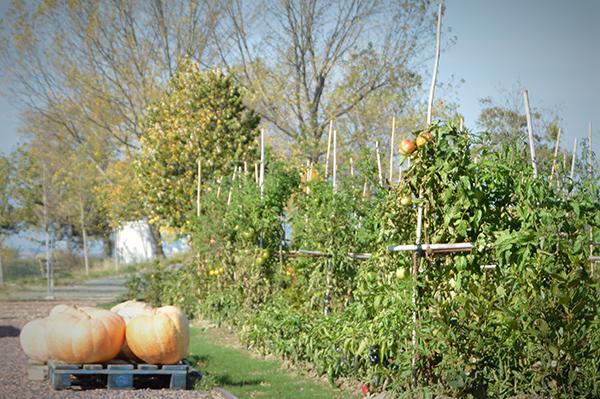 AYS_Veranillo_San_Martin_10