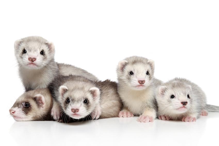 Ferret puppies lying on a white background