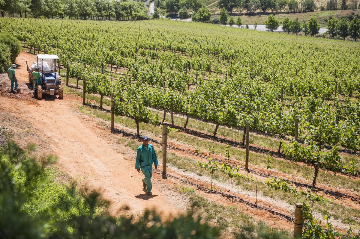 Vingården nedanför restaurangen på Delaire Graff.