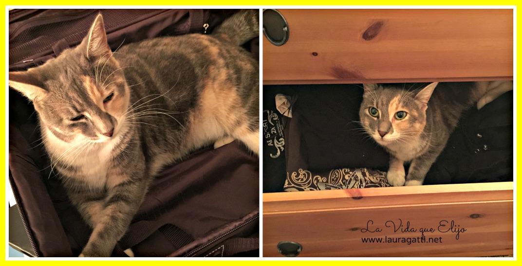 miami 2015 - equipaje