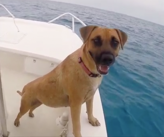 Sandy sorprendida por los delfines