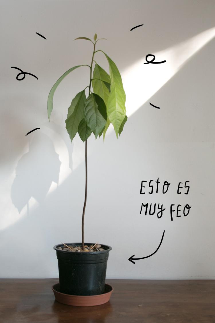 aguacate deprimidopor lo fea que es la maceta