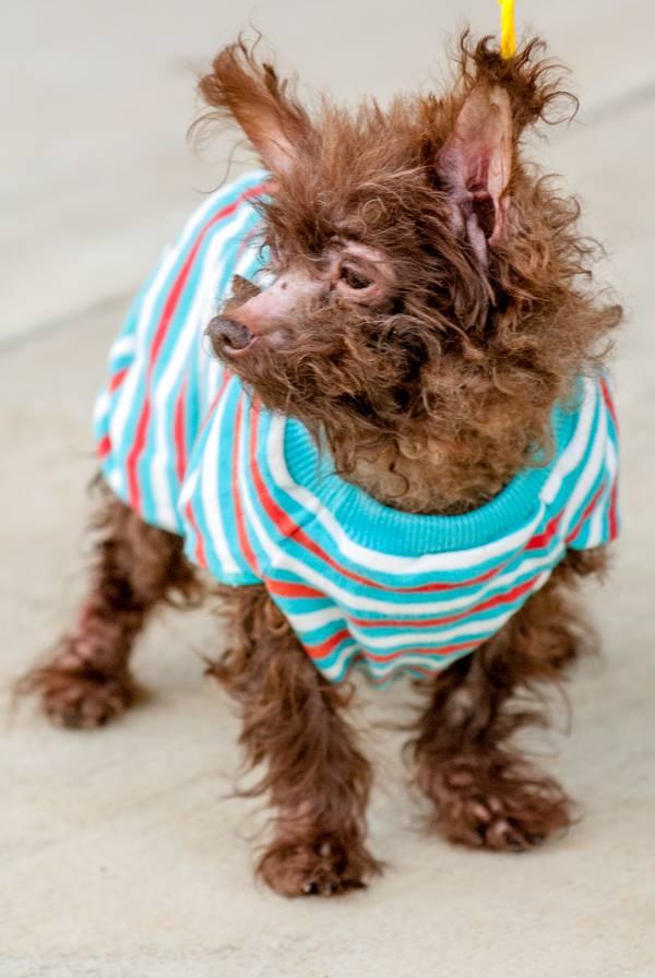 Perro suéter