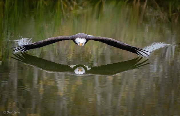 aguila sobrevolando - reflejos curso de fotografia